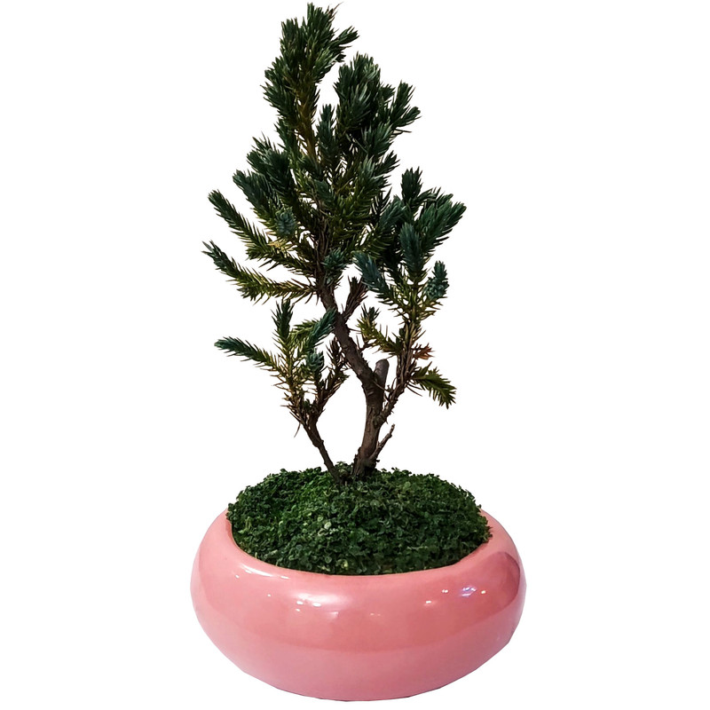 گیاه طبیعی کاج اطلسی مدل B-18