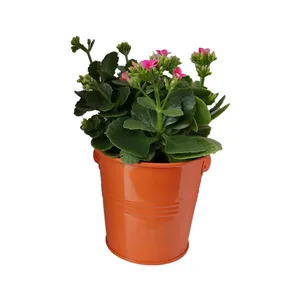 گیاه طبیعی کلانکوا کد af02
