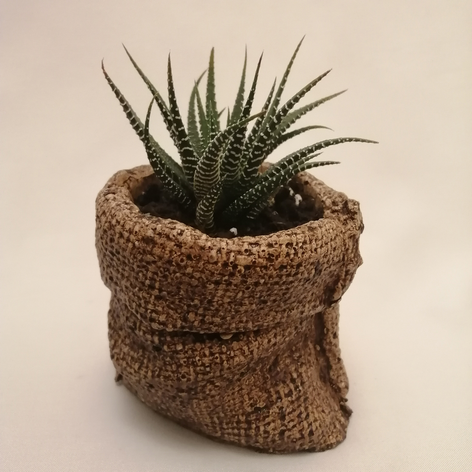 گیاه طبیعی کاکتوس هاورتیا کد pg_08