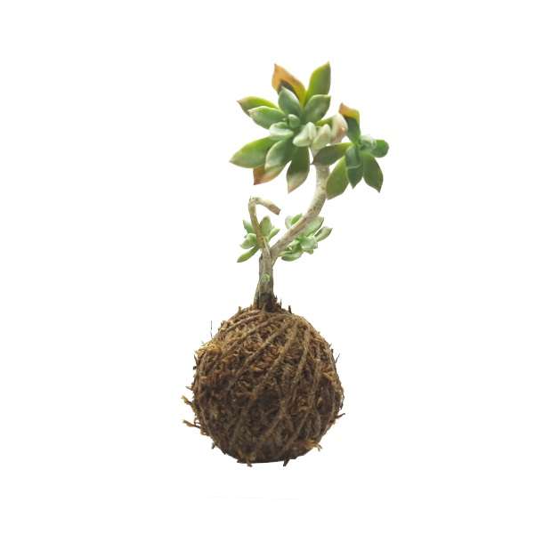 گیاه طبیعی سدوم کد KDS گیاه طبیعی سدوم کد KDS