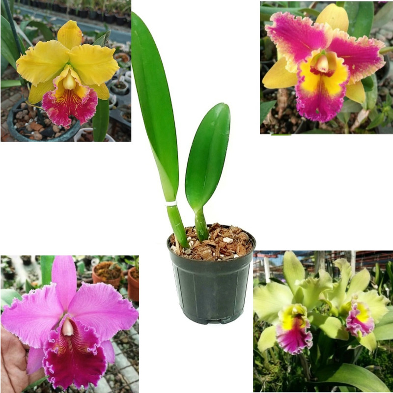 گیاه طبیعی ارکیده مدل کتلیا