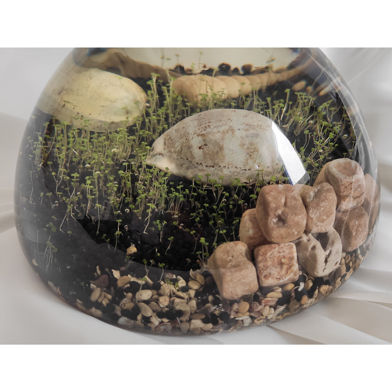 ویواریوم گیاه طبیعی کد hcircle-108 ویواریوم گیاه طبیعی کد hcircle-108