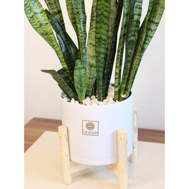 گیاه آپارتمانی سانسوریا گل گیفت کد GP019