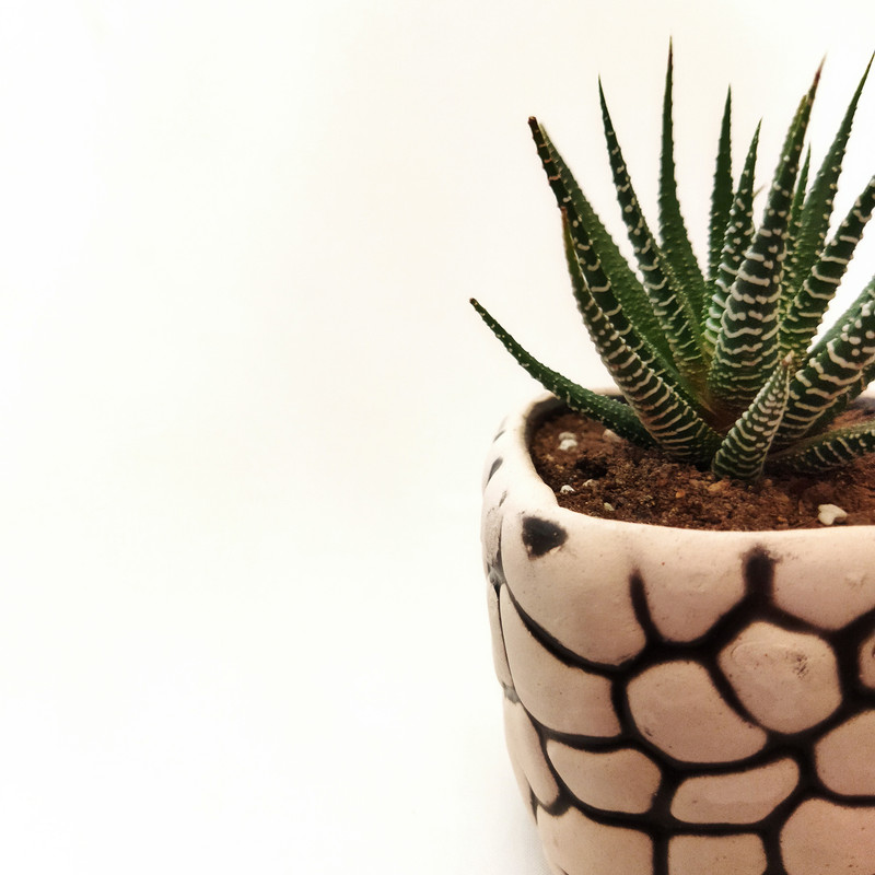 گیاه طبیعی کاکتوس هاورتیا کد pg_16