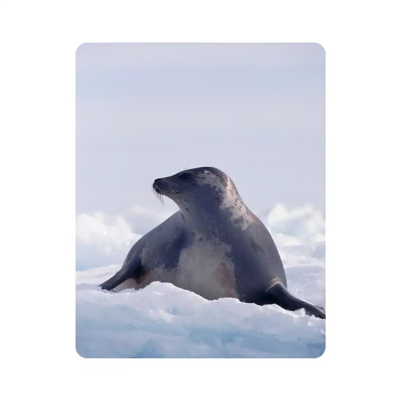 ماوس پد اطلس آبی طرح فک و شیر دریایی و برف و دریاچه مدل T2101