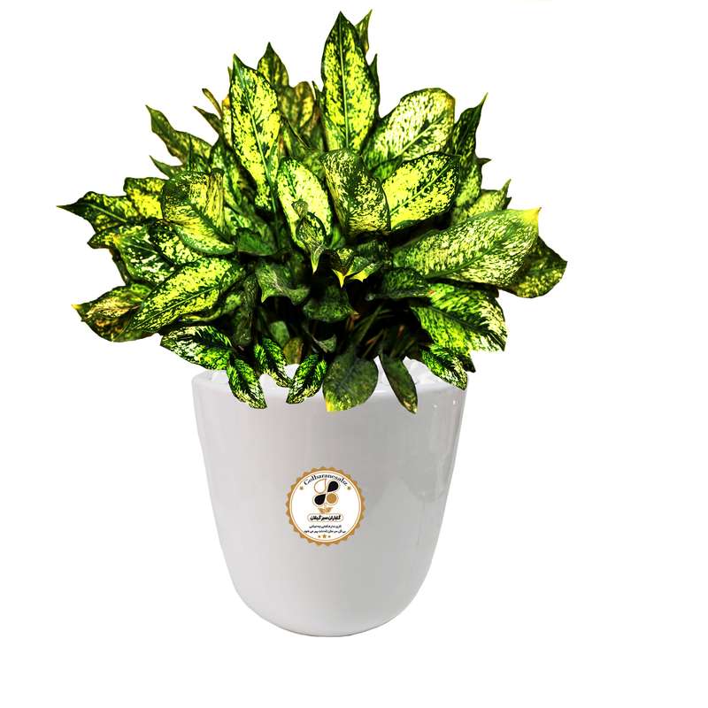 گیاه طبیعی آگلونما صدفی شرکت گلباران سبز گیلان مدل GN13-8M