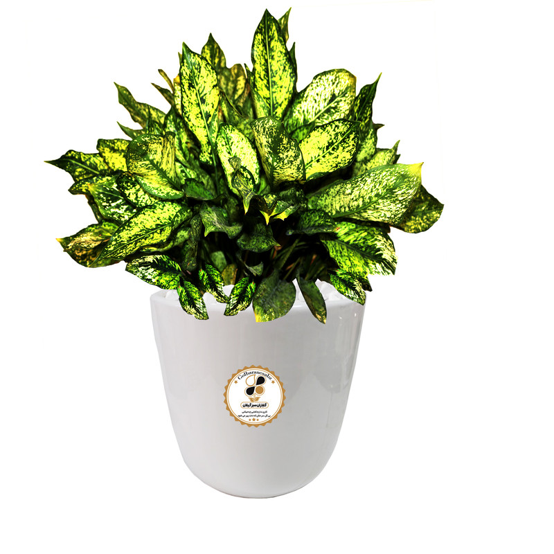 گیاه طبیعی آگلونما صدفی شرکت گلباران سبز گیلان مدل GN13-8M