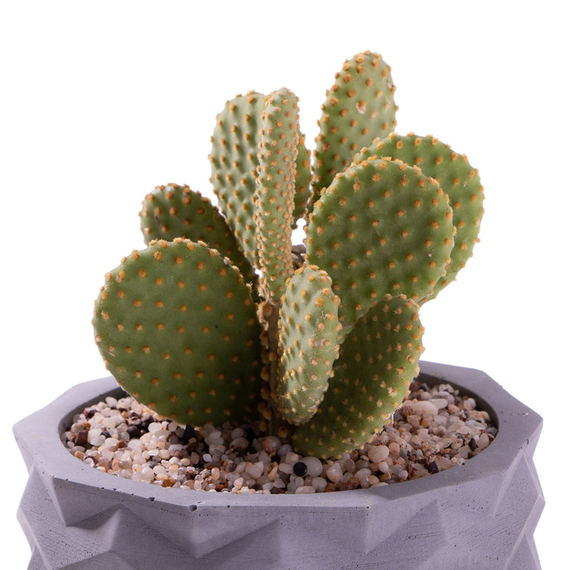 گیاه طبیعی کاکتوس خرگوشی اپونتیا مدل K-10