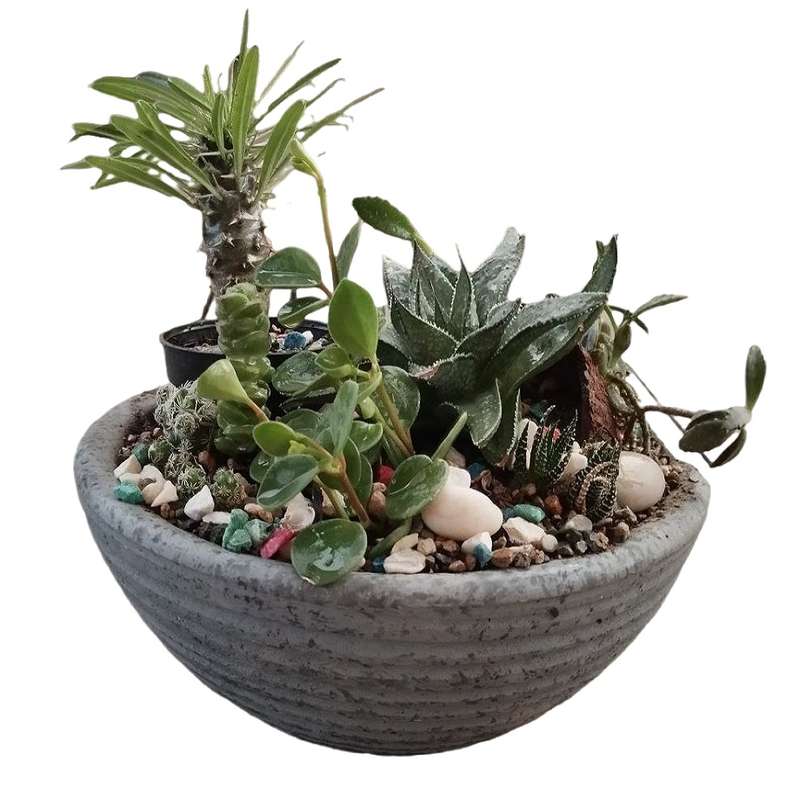 گیاه طبیعی کاکتوس کد 23 گیاه طبیعی کاکتوس کد 23