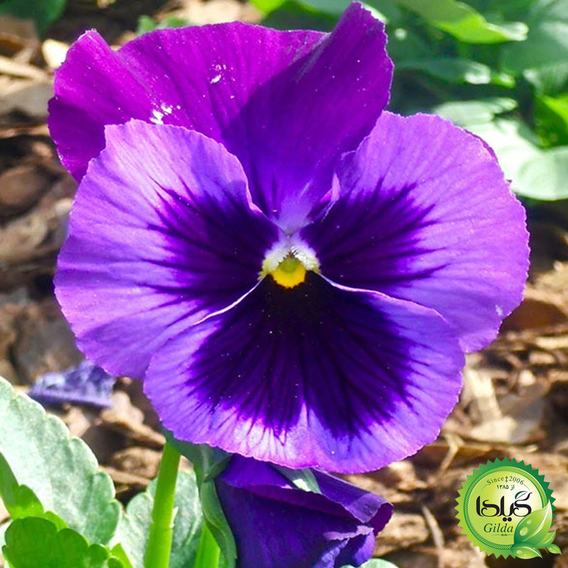 بذر بنفشه بنفش خالدار گیلدا کد 847