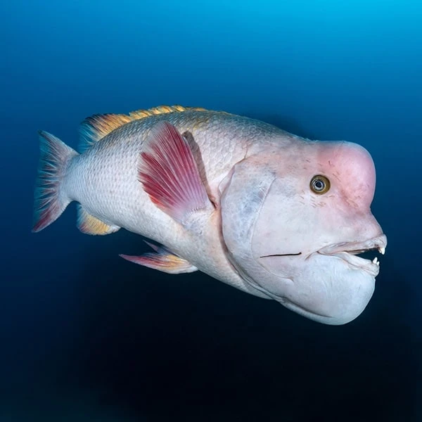 عکس شماره 7 : مستند سیاره آبی دو blue planet ii اثر دیوید اتنبرو نشر لیمو استور