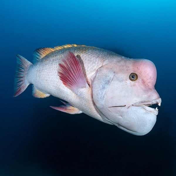 مستند سیاره آبی دو Blue Planet II اثر دیوید اتنبرو نشر لیمو استور مستند سیاره آبی دو Blue Planet II اثر دیوید اتنبرو نشر لیمو استور