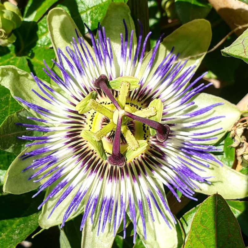 بذر گل ساعتی رونده آبی سانیا سید مدل S113 بذر گل ساعتی رونده آبی سانیا سید مدل S113