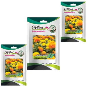 بذر گل جعفری پابلند گلدرشت الوان گلبرگ پامچال کد GPF-036 مجموعه 3 عددی