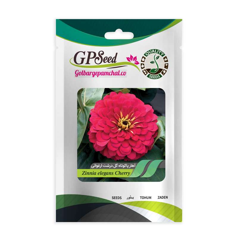 بذر گل آهار پاکوتاه گلدرشت ارغوانی گلبرگ پامچال کد GPF-283