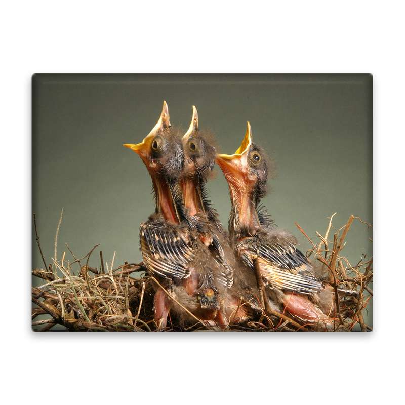 کاشی اطلس آبی طرح جوجه  مدل T5849