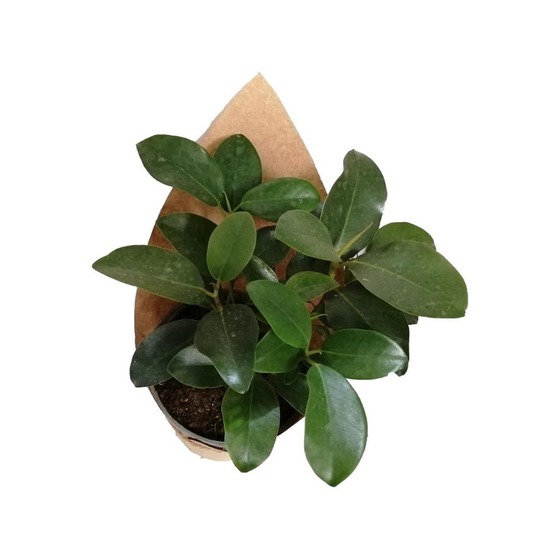 گیاه طبیعی فیکوس جنگلی کد gs19 گیاه طبیعی فیکوس جنگلی کد gs19