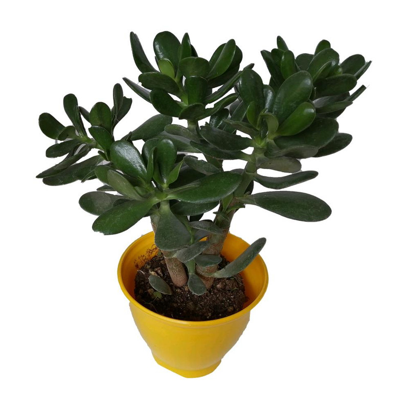 گیاه طبیعی کراسولا قاشقی کد mp03