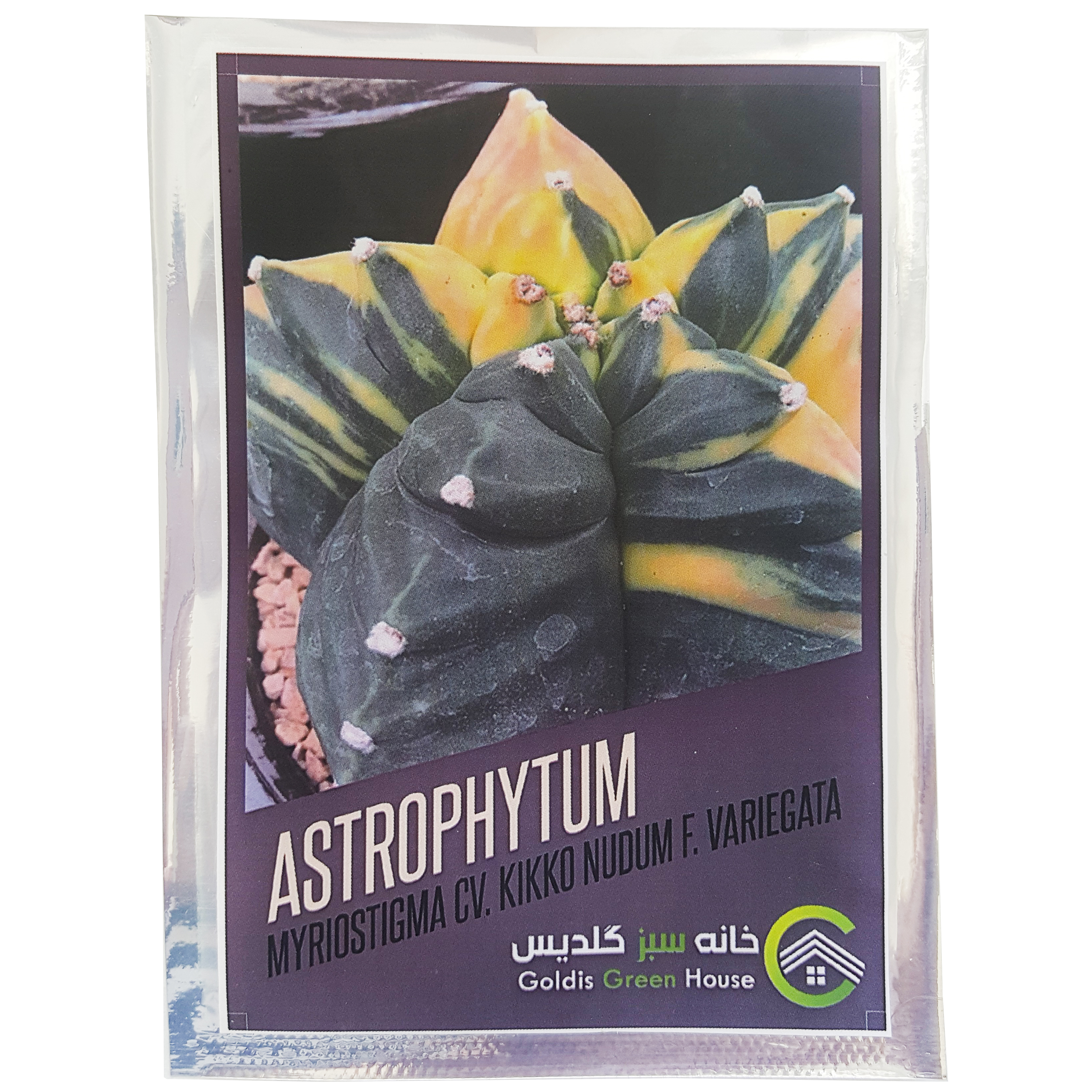 بذر کاکتوس آستروفیتوم میروستیگما کیکو ندوم ابلق خانه سبز گلدیس کد 21