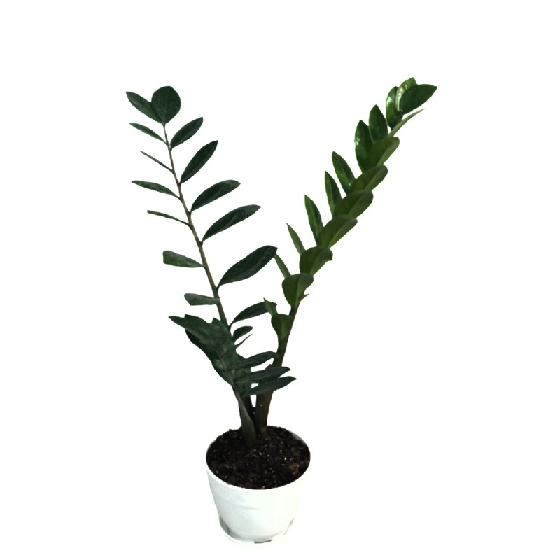 گل طبیعی زاموفیلیا مدل ma51 گل طبیعی زاموفیلیا مدل ma51