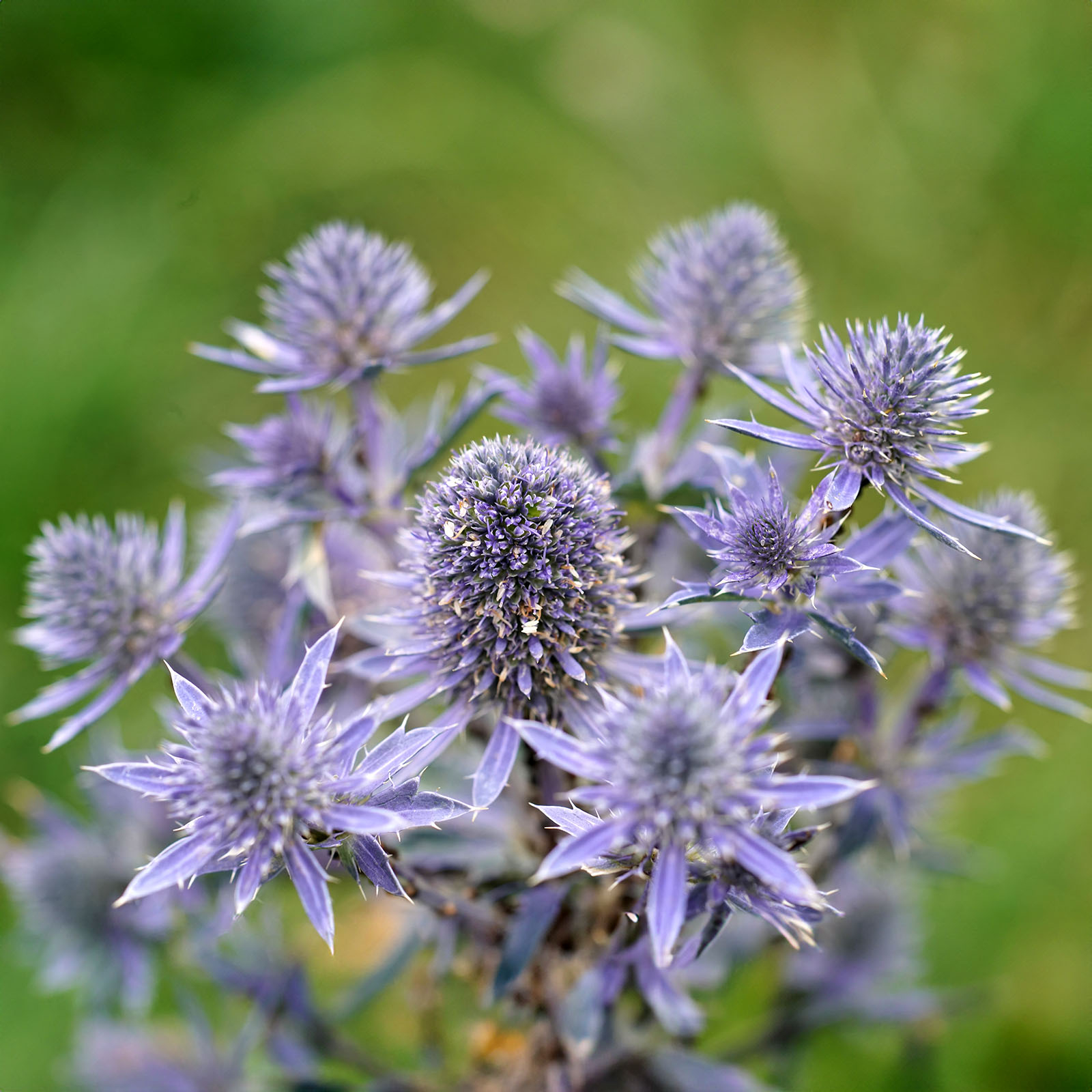 عرق بوقناق ژیک - 1 لیتر