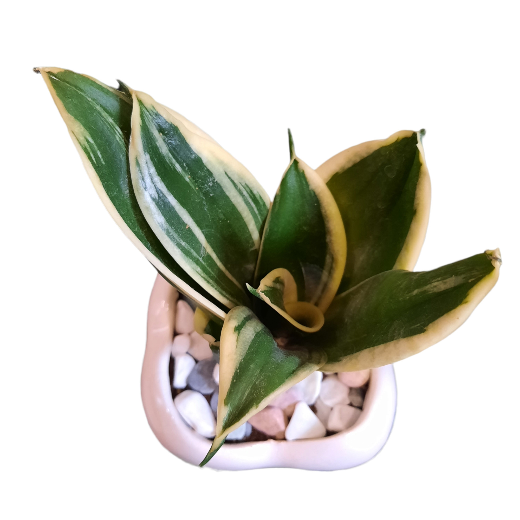 گیاه طبیعی سانسوریا ابلغ طرح دندان کد 20