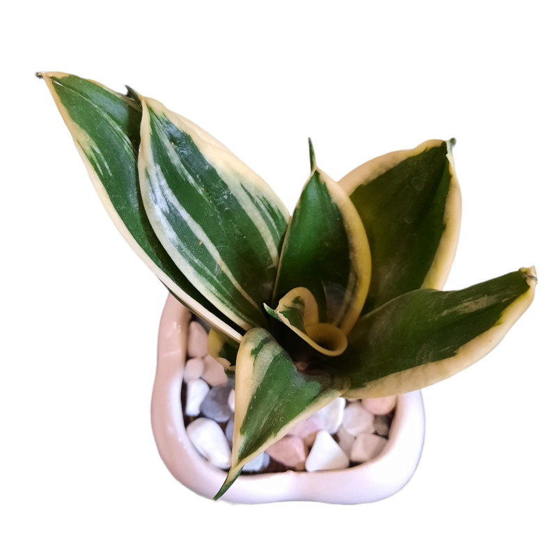 گیاه طبیعی سانسوریا ابلغ طرح دندان کد 20