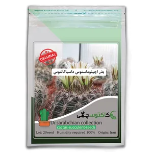 بذر اچینوماستوس داسیاکانتوس کاکتوسچی مدل AM-016