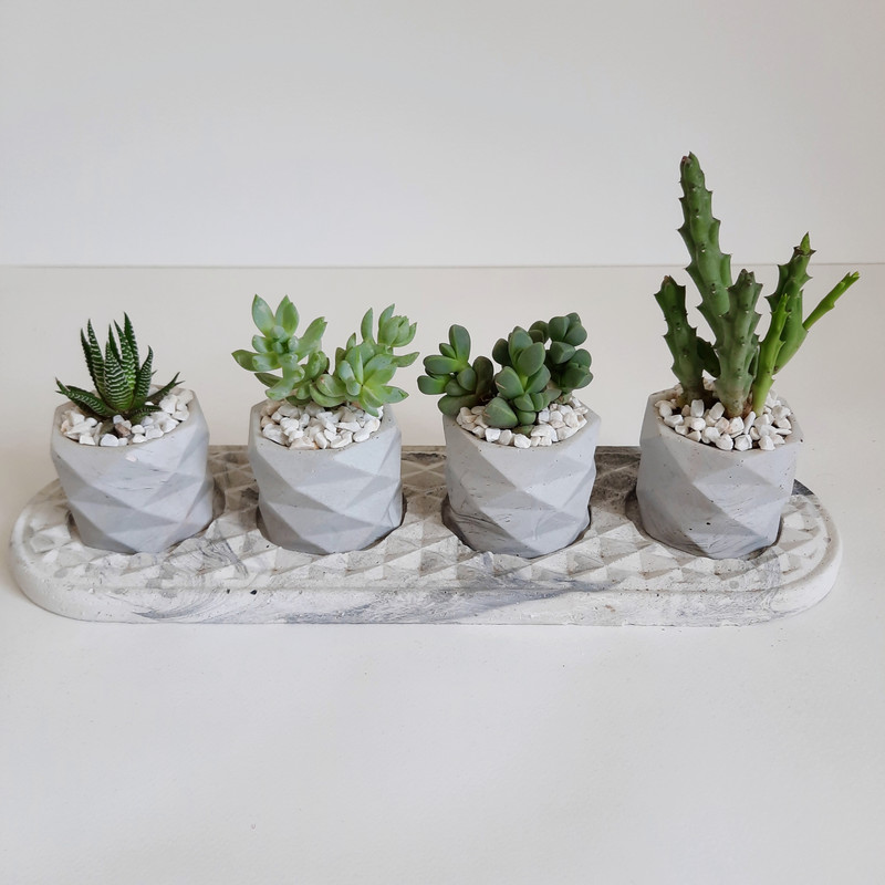 گیاه طبیعی مدل ساکولنت و کاکتوس مجموعه 5 عددی