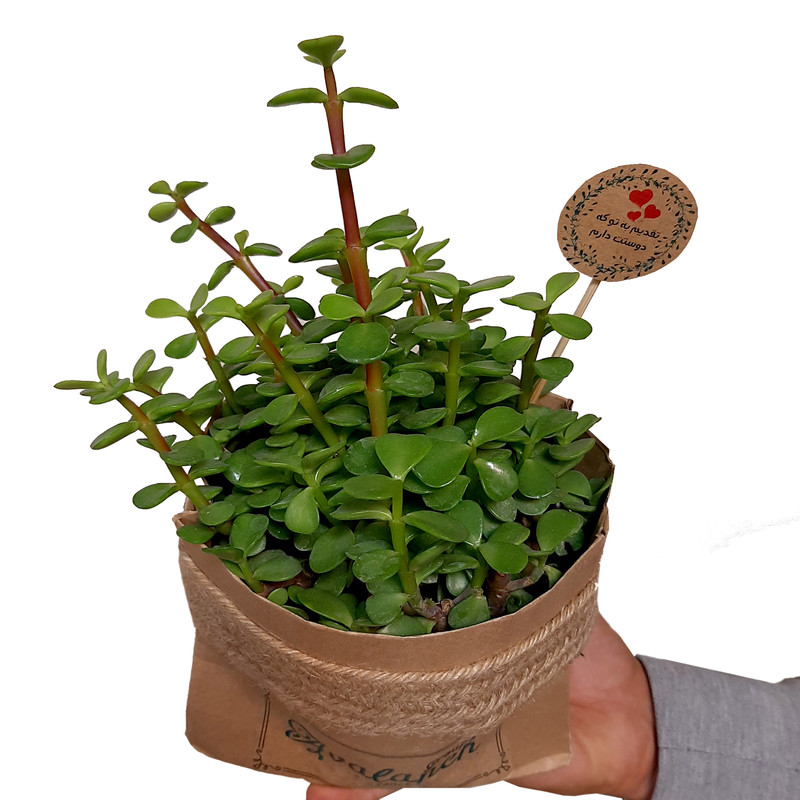 گیاه طبیعی خرفه کد P.A.03