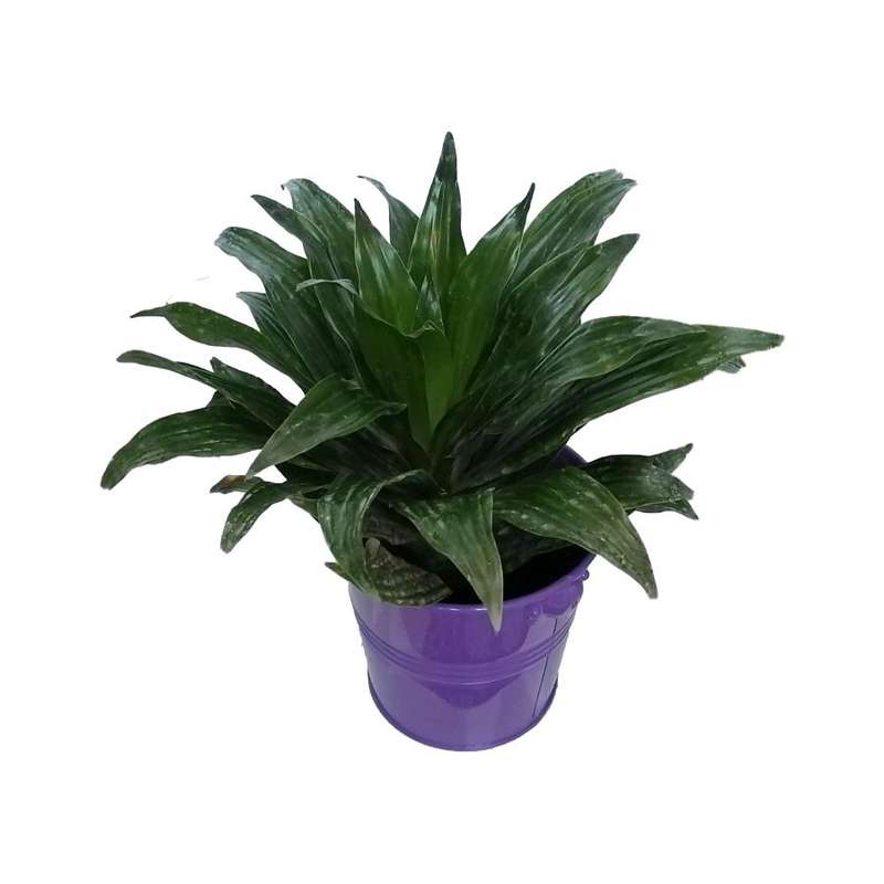 گیاه طبیعی دراسنا کامپکت کد zf05