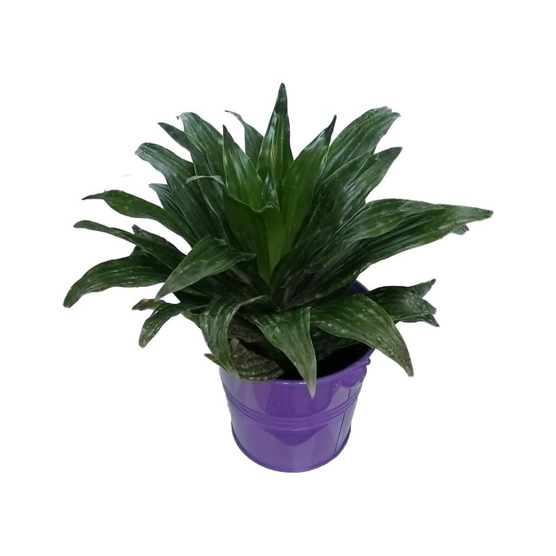 گیاه طبیعی دراسنا کامپکت کد zf05