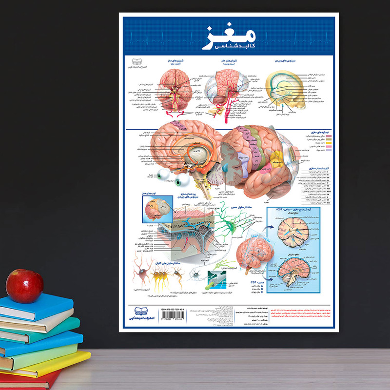 پوستر آموزشی انتشارات اندیشه کهن مدل کالبدشناسی مغز کد 35-50-2