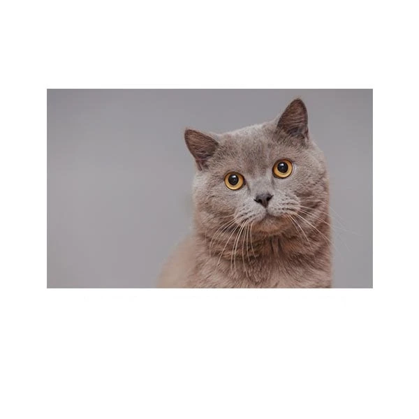   پادری مدل حیوانات کد HSHMA0017 سایز 76x46 سانتی متر