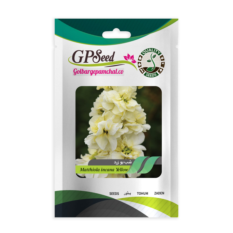 بذر گل شب بو زرد گلدانی گلبرگ پامچال کد GPF-296