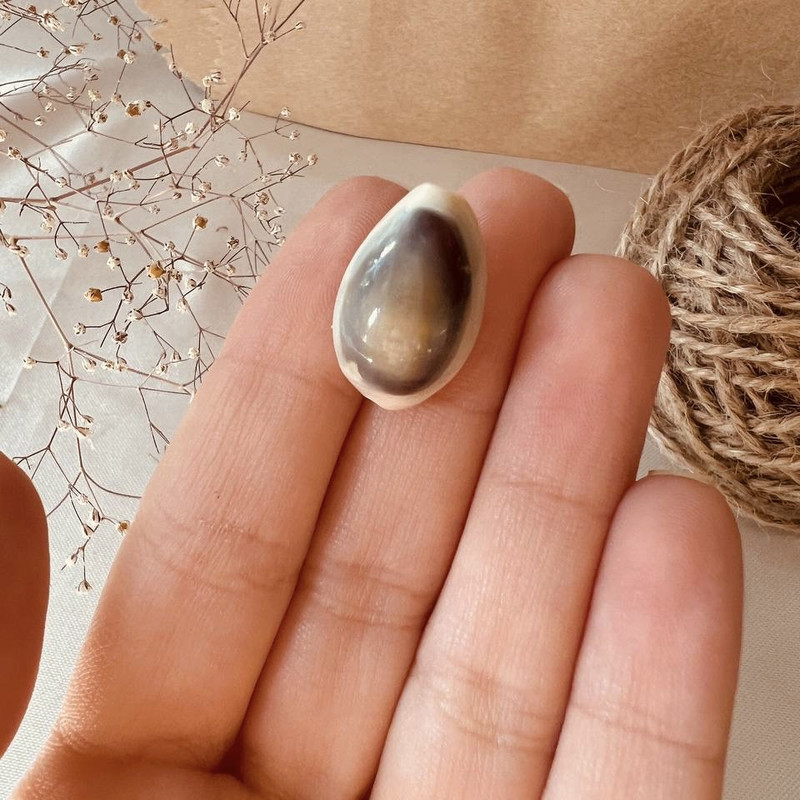 گوشواره زنانه مدل صدف دریایی طبیعی