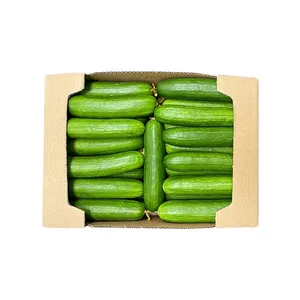 خیار قلمی گلخانه‌ ای - 10 کیلوگرم