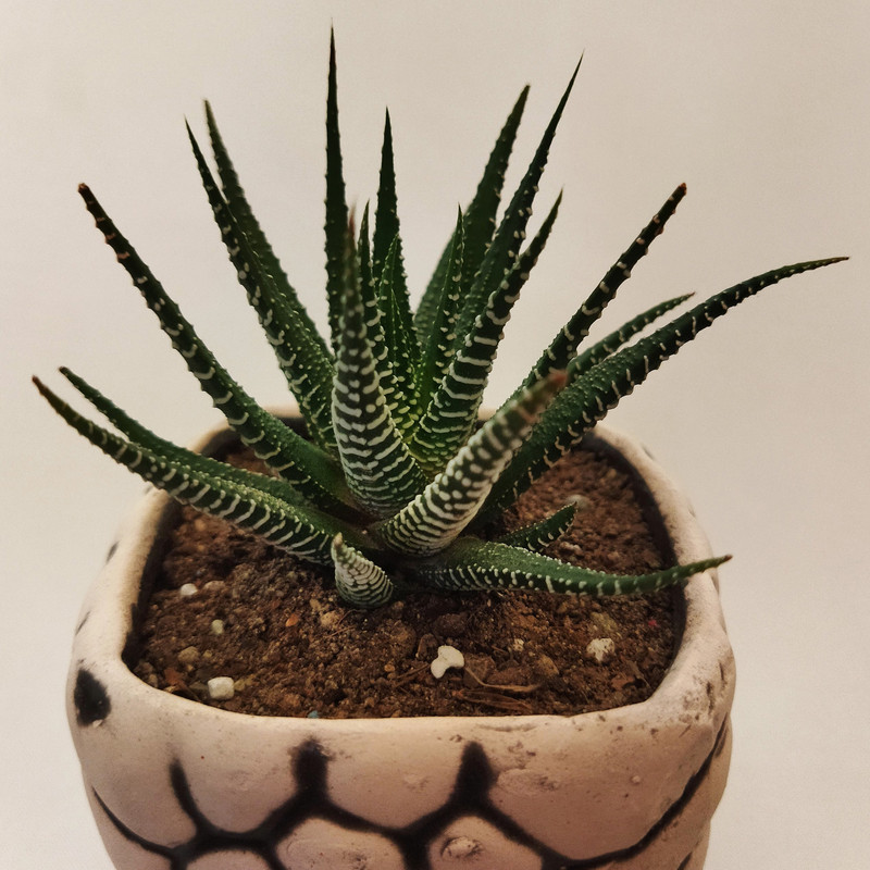 گیاه طبیعی کاکتوس هاورتیا کد pg_16