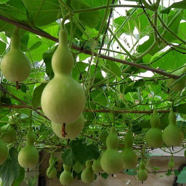 بذر کدو قلیونی وانیا سید مدل W59