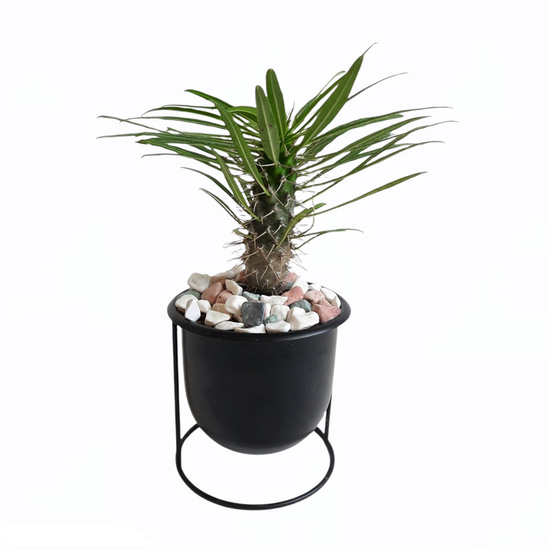 گیاه طبیعی نخل ماداگاسکار کد 11 گیاه طبیعی نخل ماداگاسکار کد 11