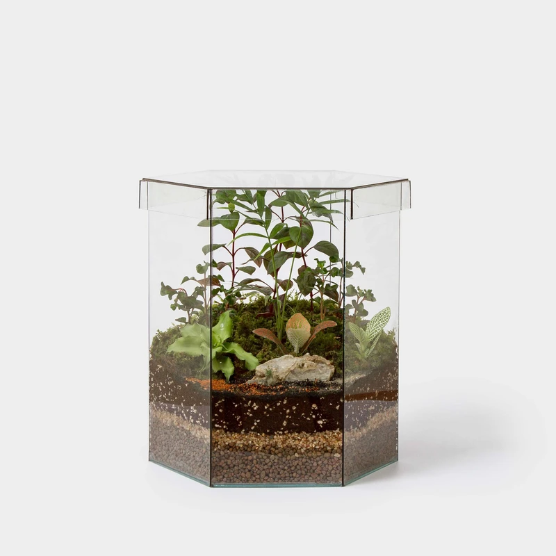 گیاه طبیعی تراریوم سل تراریوم مدل شش ضلعی دربدار