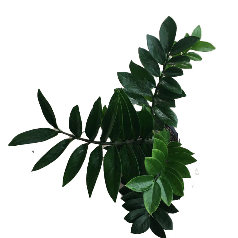 گیاه طبیعی زاموفیلیا کد ZH62