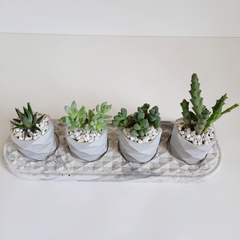 گیاه طبیعی مدل ساکولنت و کاکتوس مجموعه 5 عددی