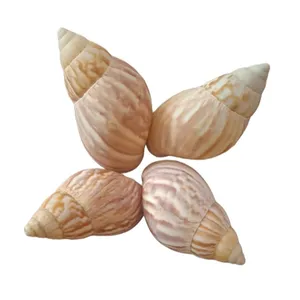 صدف تزیینی آکواریوم مدل حلزونی کد 34 بسته 4 عددی