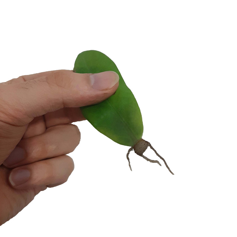 گیاه طبیعی زاموفیلیا مدل قلمه ریشه دار کد 104 گیاه طبیعی زاموفیلیا مدل قلمه ریشه دار کد 104