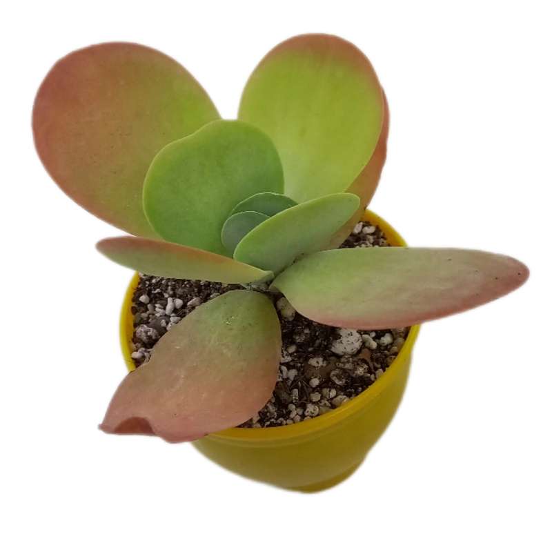 گیاه طبیعی کاکتوس کاتالیدون مدل 010