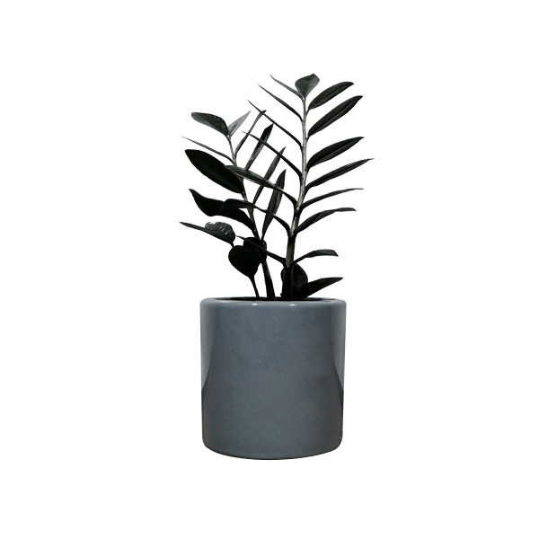 گیاه طبیعی زاموفیلیا مدل 01