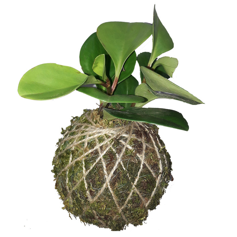 گیاه طبیعی قاشقی مدل کوکداما کد P.A.034