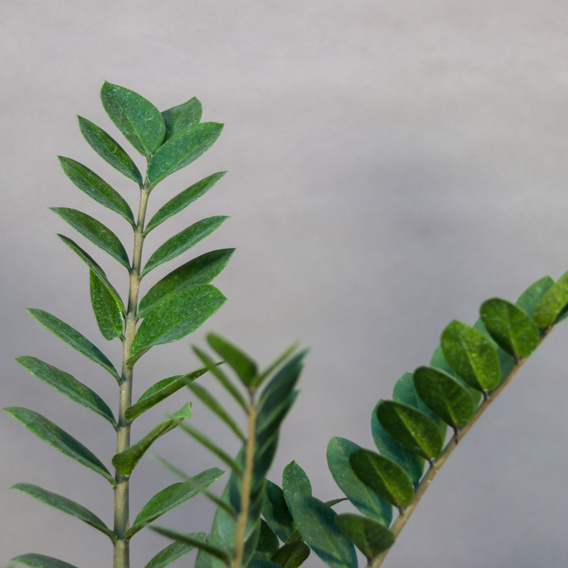 گیاه طبیعی زامیفولیا مدل 03