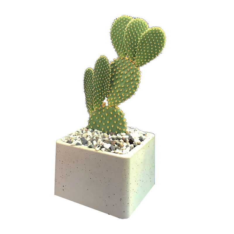 گیاه طبیعی کاکتوس اپونتیا مدل 2079 گیاه طبیعی کاکتوس اپونتیا مدل 2079